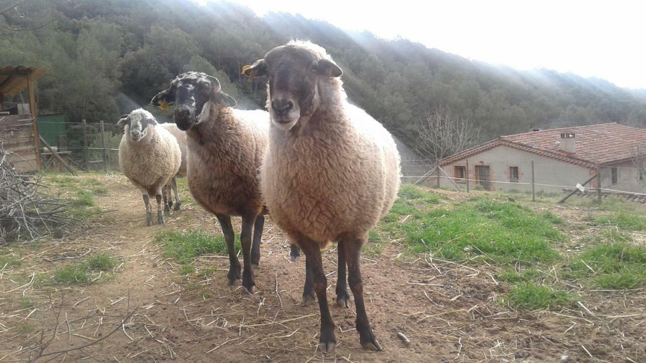 Can Parròquia Sant Esteve De Palautordera Esterno foto